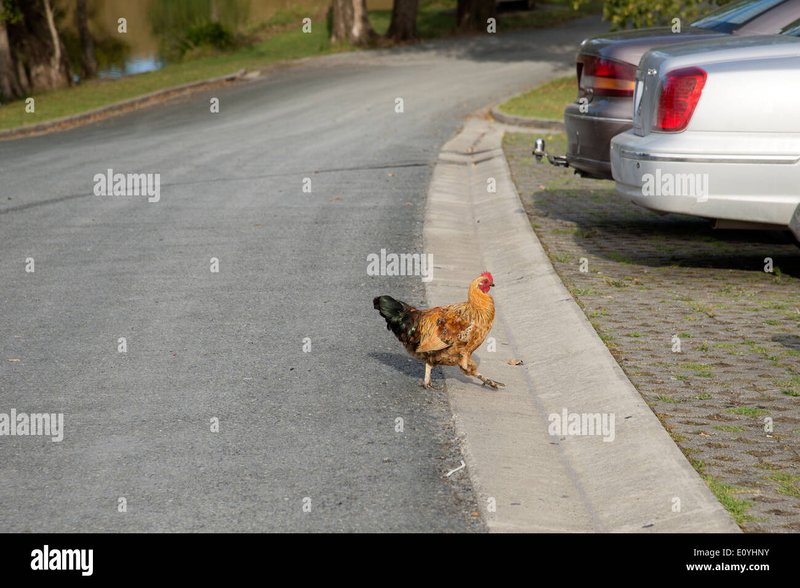 Learn about chicken road online Learn about chicken road online