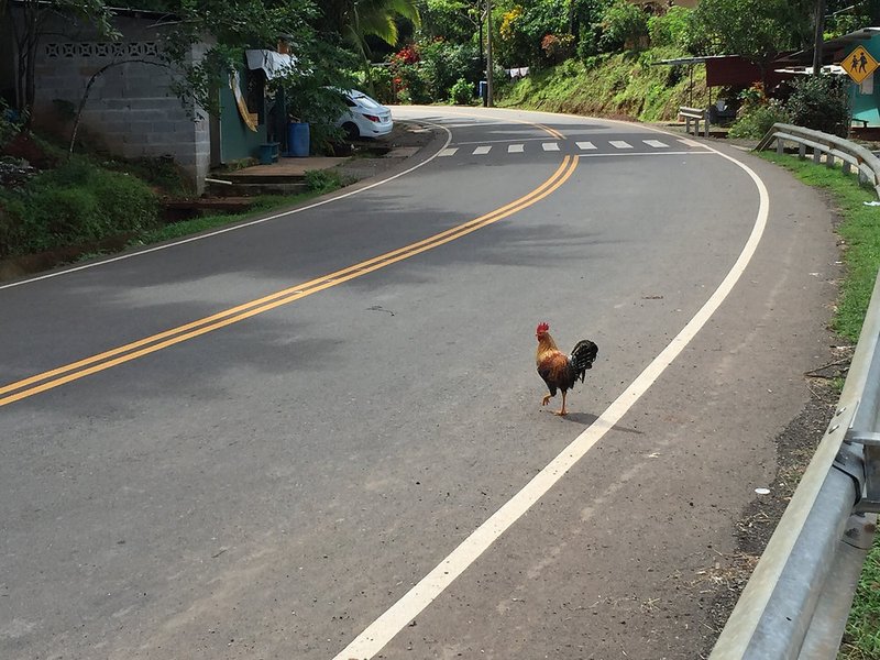A look at chicken road demo
