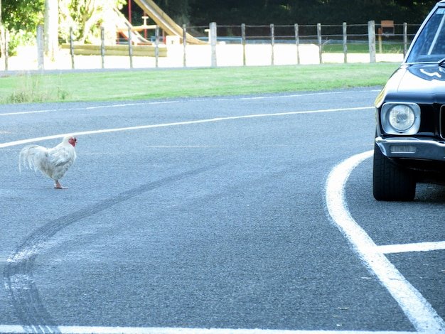 Únete a la Emoción del Chicken Road Casino en España - overview Únete a la Emoción del Chicken Road Casino en España - overview